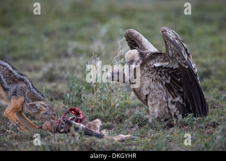Ruppells griffon vulture (Gyps rueppellii) approaches a black-backed jackal (Canis mesomelas), Serengeti National Park, Tanzania Stock Photo