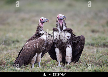 Lappet-faced vulture (Torgos tracheliotus) pair, Serengeti National Park, Tanzania, East Africa, Africa Stock Photo