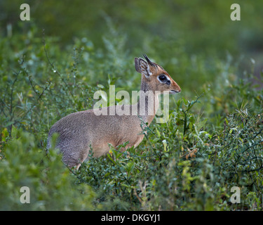 Male Kirk's dik dik (Kirk's dik-dik) (Madoqua kirkii), Serengeti National Park, Tanzania, East Africa, Africa Stock Photo