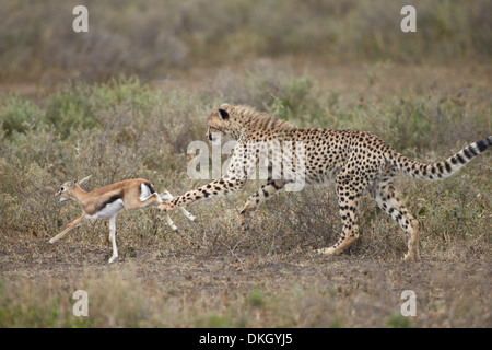 Cheetah (Acinonyx jubatus) cub chasing a baby Thomson's gazelle (Gazella thomsonii), Serengeti National Park, Tanzania, Africa Stock Photo