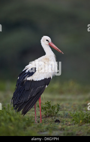 White stork (Ciconia ciconia), Serengeti National Park, Tanzania, East Africa, Africa Stock Photo