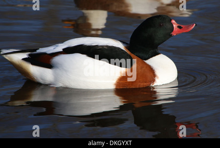 Detailed close up of a mature male Shelduck (Tadorna Tadorna) Stock Photo