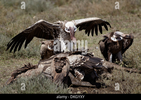 Ruppell's griffon vulture (Gyps rueppellii) atop a zebra carcass, Serengeti National Park, Tanzania, East Africa, Africa Stock Photo