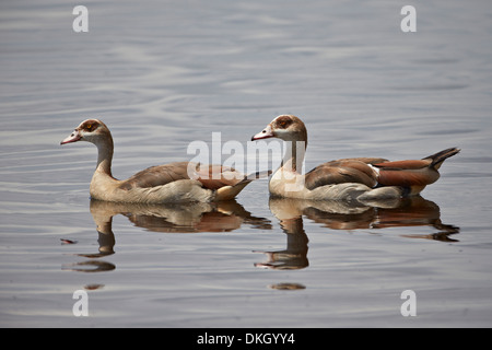 Egyptian goose (Alopochen aegyptiacus) pair, Serengeti National Park, Tanzania, East Africa, Africa Stock Photo