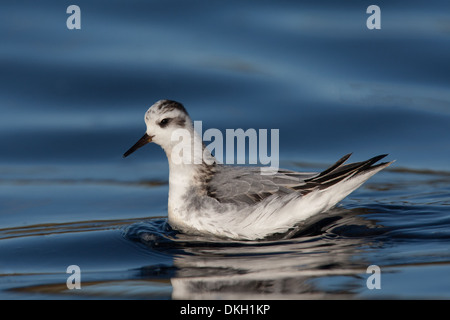 A migrant Grey Phalarope Phalaropus fulicarius (also known as Red Phalarope in North America) Shetland, Scotland Stock Photo