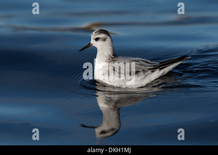 A migrant Grey Phalarope Phalaropus fulicarius (also known as Red Phalarope in North America) Shetland, Scotland Stock Photo