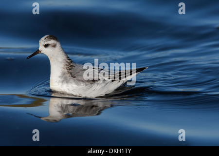 A migrant Grey Phalarope Phalaropus fulicarius (also known as Red Phalarope in North America) Shetland, Scotland Stock Photo