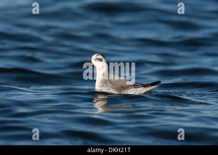 A migrant Grey Phalarope Phalaropus fulicarius (also known as Red Phalarope in North America) Shetland, Scotland Stock Photo