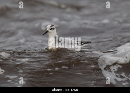 A migrant Grey Phalarope Phalaropus fulicarius (also known as Red Phalarope in North America) Shetland, Scotland Stock Photo