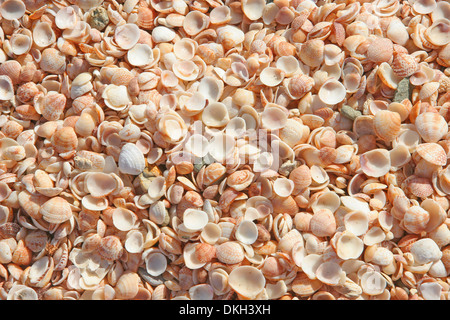 Close up of shells on a beach. Shells are very small with varing shades of pale pinks, oranges & white, St Kitts, Caribbean. Stock Photo