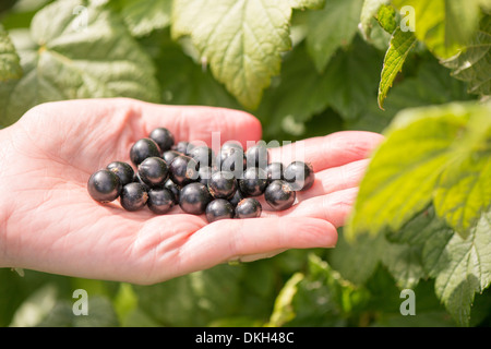 Woman harvesting Black currants (Ribes nigrum) from bush in garden Stock Photo