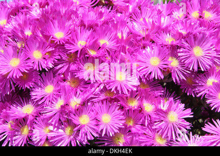 hottentot fig marigold or ice plant which is a hot pick flower with long thin petals & a yellow center. Stock Photo