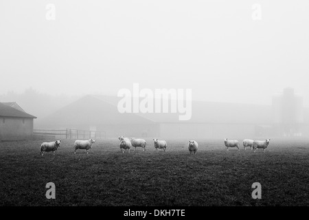 Landscape black and white with sheep in the mist in front of a farm on a foggy day in the Netherlands Stock Photo