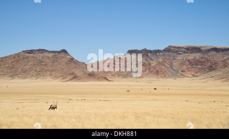 Gemsbok (Oryx gazella) roaming in the Namib-Naukluft Park, Namibia, Africa Stock Photo