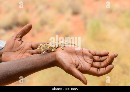 The Namaqua chameleon (Chamaeleo namaquensis) on man's hand, NamibRand Nature Reserve, Namib Desert, Namibia, Africa Stock Photo