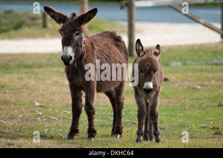 Two brown Donkeys, a mother and foal, stood side by side on open ground in The New Forest, Hampshire. Stock Photo