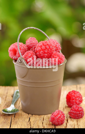 beautiful raspberries in bucket isolated on natural background Stock Photo