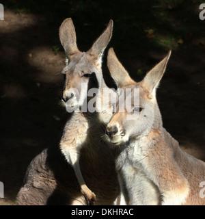 Duo portrait of two Australian, Red Kangaroos (Macropus rufus) Stock Photo