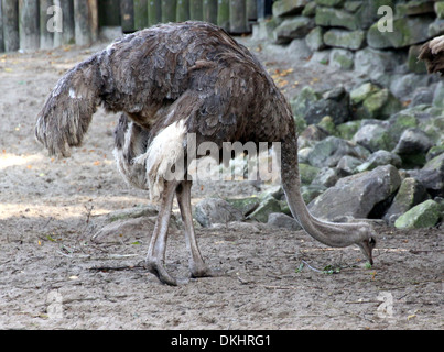 Female Common Ostrich (Struthio camelus) Stock Photo