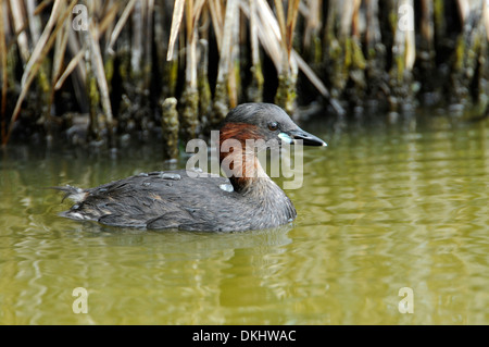 Little grebe (Tachybaptus ruficollis) in summer plumage Stock Photo