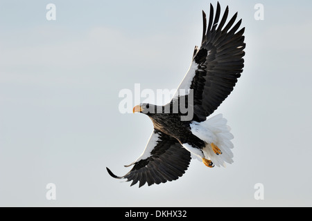 Steller's Sea Eagle (Haliaeetus pelagicus) flying against blue sky, Rausu, Hokkaido, Japan. Stock Photo