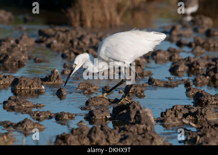 Little egret (Egretta garzetta) foraging in drying lake Stock Photo