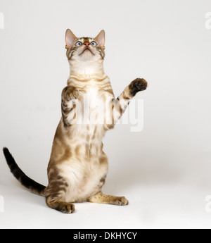 Bengal Blue eyed snow Cat Stock Photo