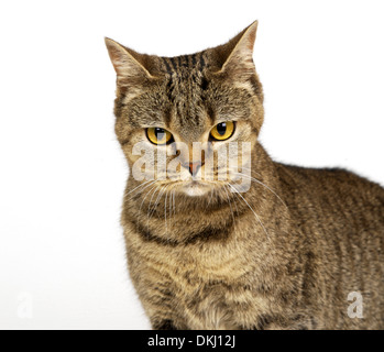 British Shorhaired spotted tabby Cat Stock Photo