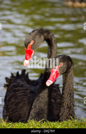 Couple black swans swimming close together on water Stock Photo