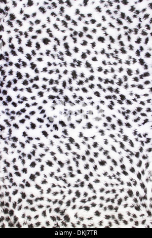 White fur with black spots like an animal as panther,leopard,cheetah or jaguar Stock Photo