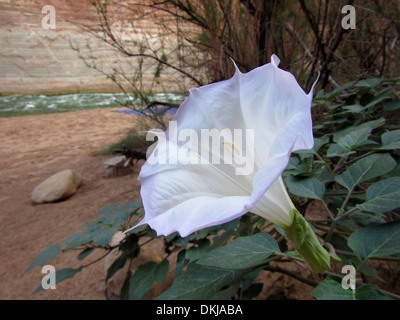 Sacred Datura flower blooming in the Grand Canyon. Datura wrightii or Sacred Datura is the name of a poisonous perennial plant. Stock Photo
