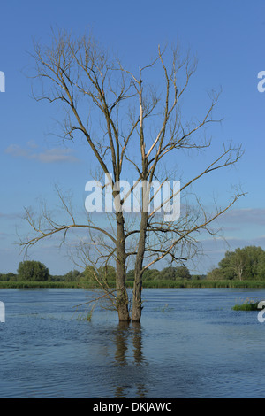 Hochwasser, Oder bei Gross Neuendorf, Brandenburg, Deutschland Stock Photo
