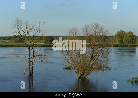 Hochwasser, Oder bei Gross Neuendorf, Brandenburg, Deutschland Stock Photo