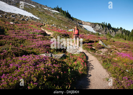 OREGON - Hiker passing brightly colored paintbrush and heather in a meadow along McNeil Point Trail in the Mount Hood Wilderness Stock Photo