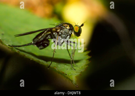 Portrait of a green eyed fly