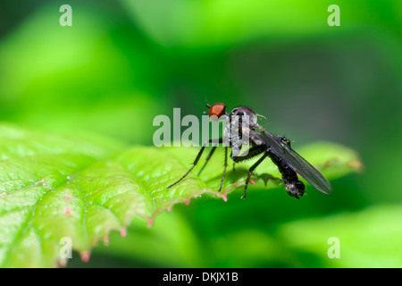 Portrait of a red eyed fly