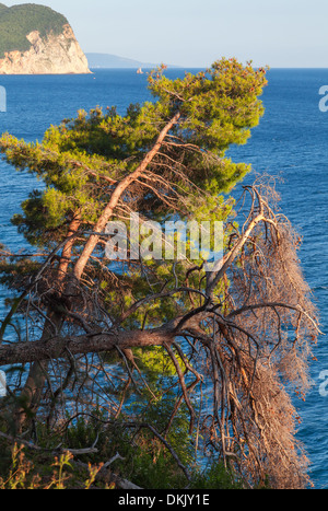 Pine trees grow on the coast of Adriatic Sea, Montenegro