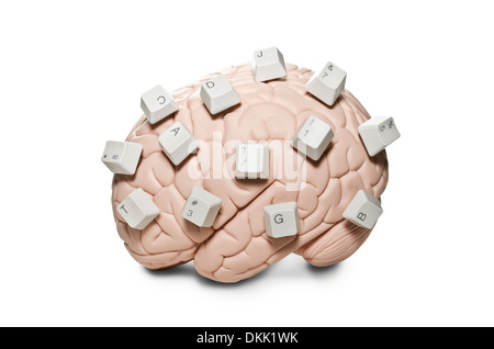 Brain with computer keys Stock Photo