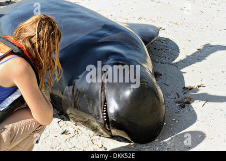 A volunteer views a dead pilot whales stranded along the coast of Everglades National Park December 4, 2013 in Highland Beach, FL. Stock Photo