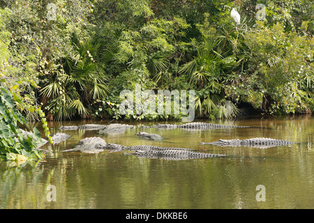Pond full of Alligators in Florida, USA, November 2013 Stock Photo