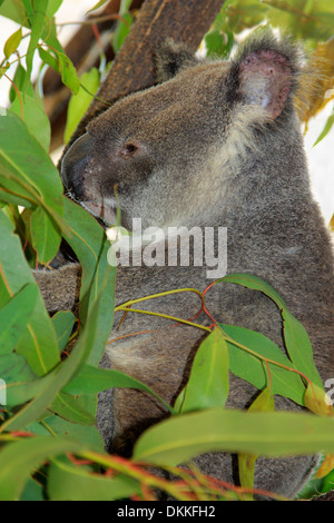 One sleepy Koala in eucalyptus tree Stock Photo