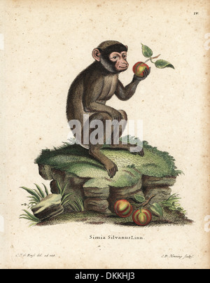 Barbary ape or macaque, Macaca sylvanus. Endangered. Stock Photo