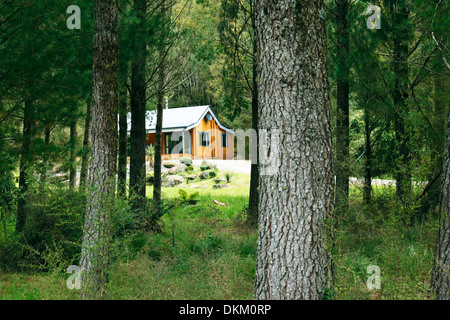 Trees On Hunting Island South Carolina Stock Photo 183030669 Alamy