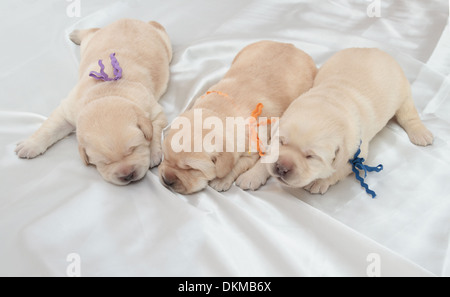 three labrador retriever puppies (one week old) Stock Photo