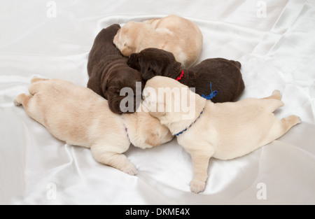 seven labrador retriever puppies (one week old) Stock Photo