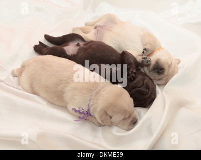 three labrador retriever puppies (one week old) Stock Photo