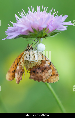 A Marbled Fritillary butterfly (Brenthis daphne) is captured and killed by a white crab spider laying ambush under a flower Stock Photo