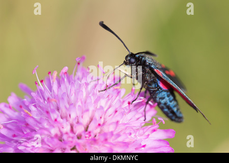 A Five Spot Burnet moth (Zygaena trifolii) nectaring in early morning sun on the Col des Fillys in the French Alps Stock Photo