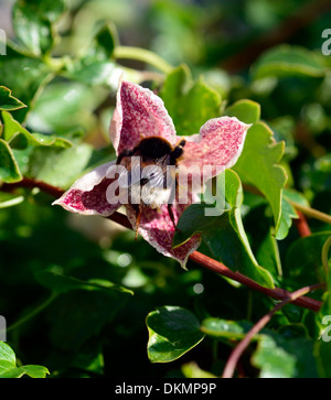 clematis cirrhosa freckles bumble bee feeding early spring evergreen climber perennial Stock Photo