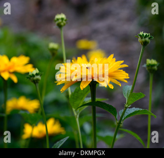 Heliopsis helianthoides var scabra Goldspitze False Sunflower hardy perennial herbaceous plant yellow orange flowers blooms Stock Photo